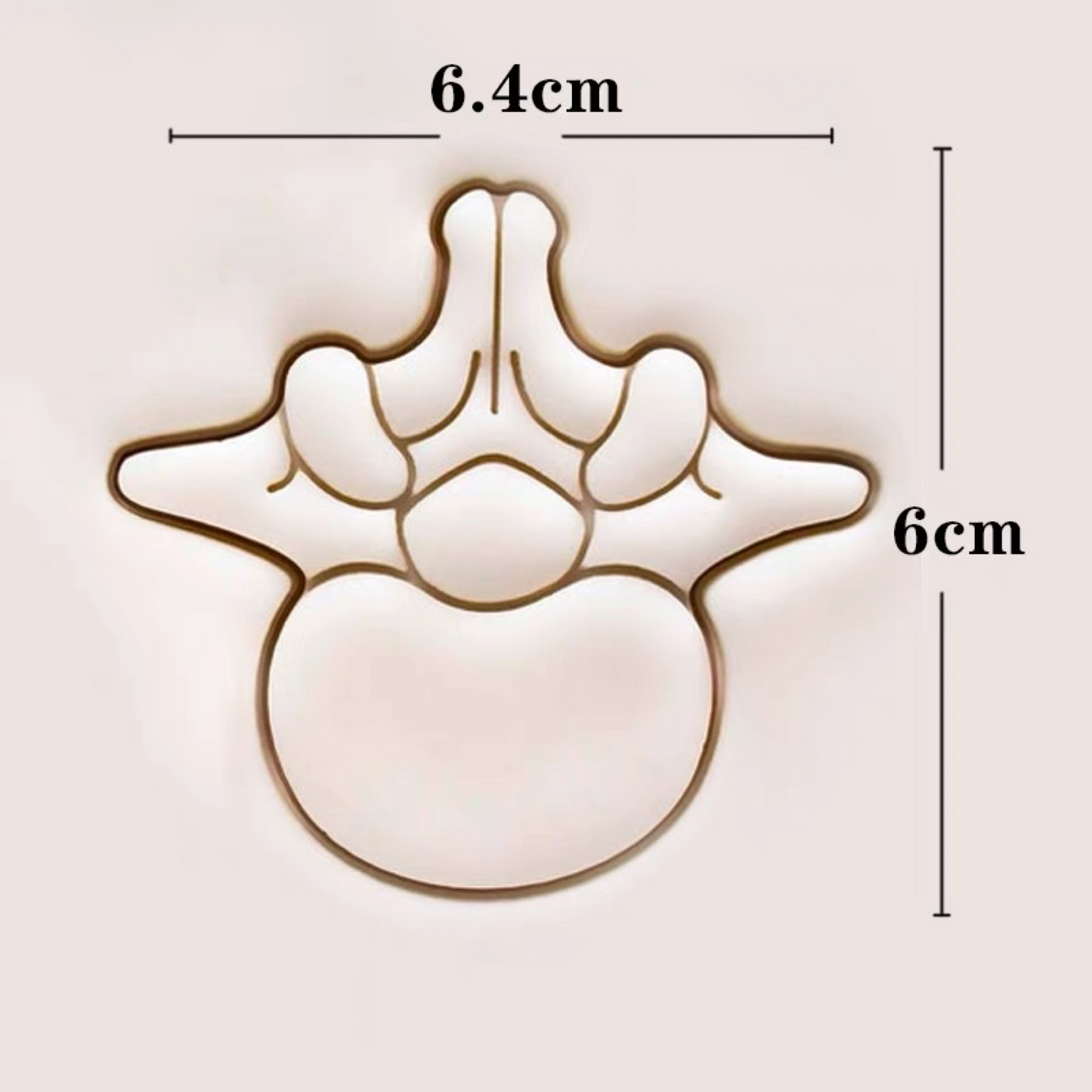 Lumbar Vertebra