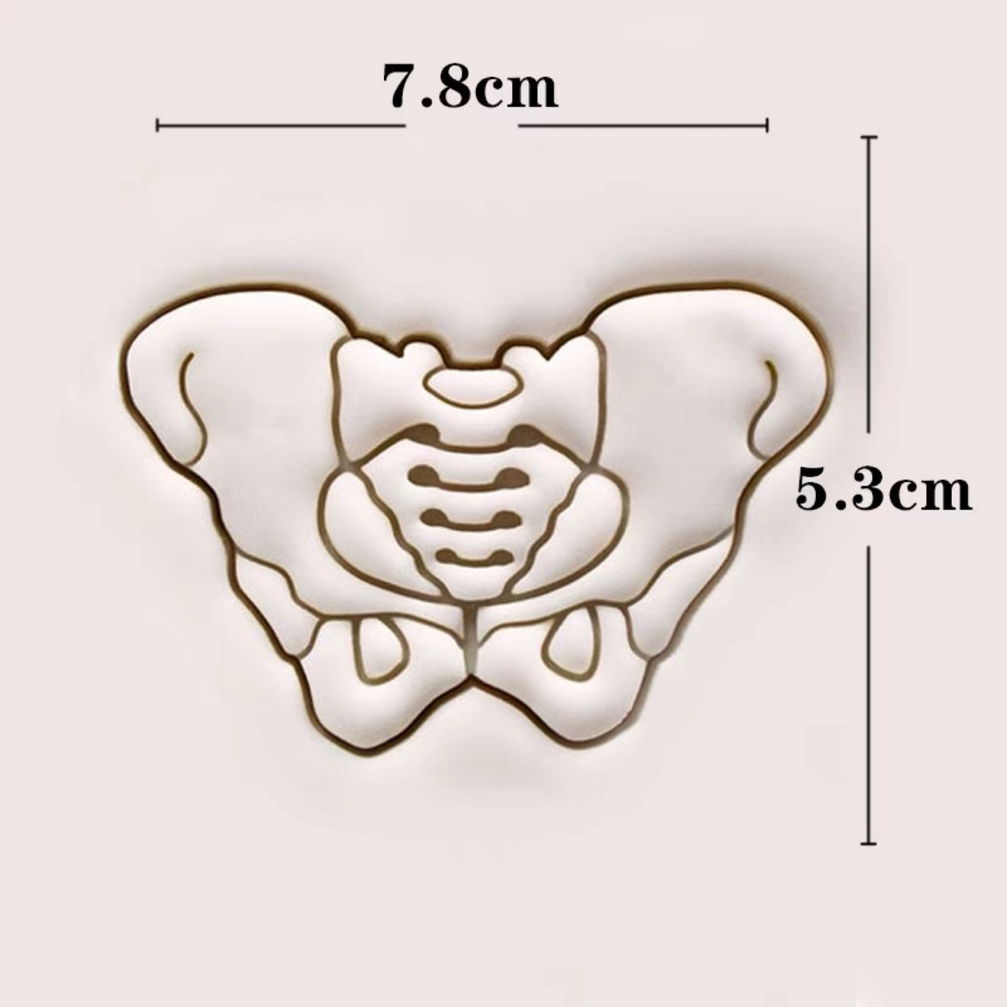 Female Pelvis